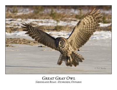 Great Gray Owl-061