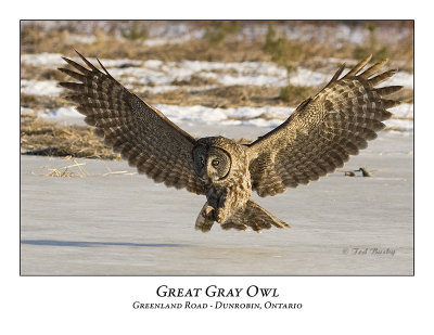 Great Gray Owl-019