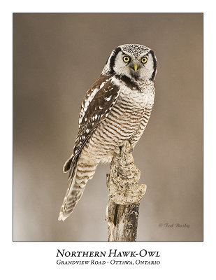Northern Hawk-Owl-042