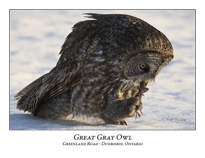 Great Gray Owl-022