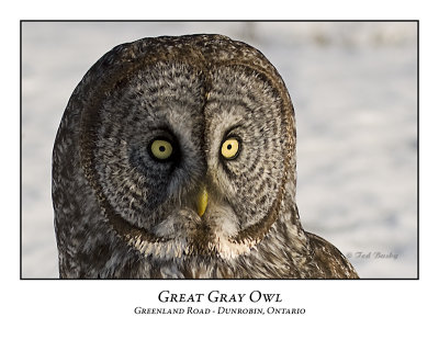 Great Gray Owl-024