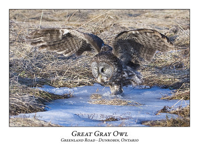 Great Gray Owl-026