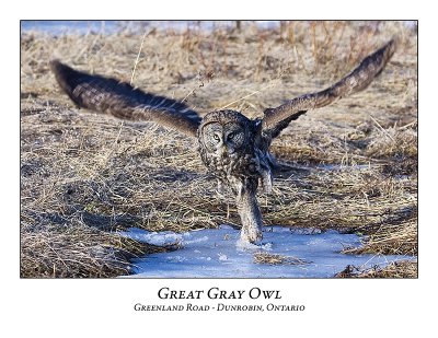 Great Gray Owl-027