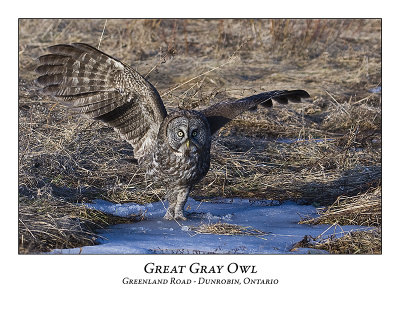 Great Gray Owl-029