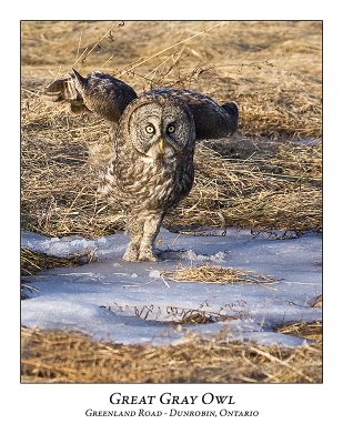 Great Gray Owl-030