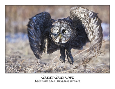 Great Gray Owl-032