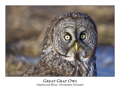 Great Gray Owl-034