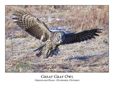 Great Gray Owl-035