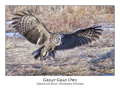 Great Gray Owl-036