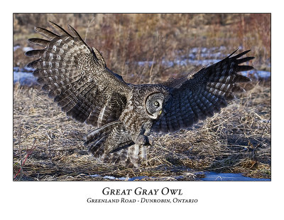 Great Gray Owl-037