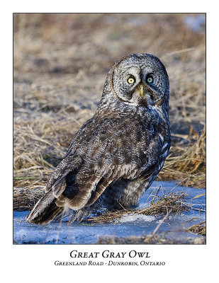 Great Gray Owl-038