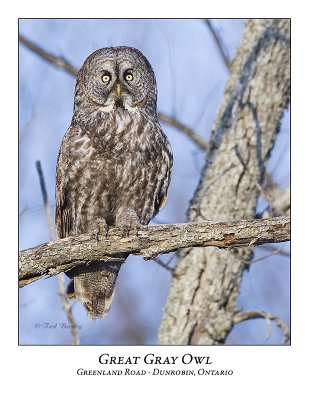 Great Gray Owl-039