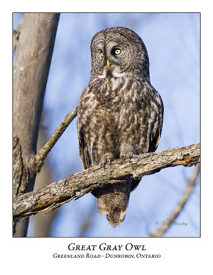 Great Gray Owl-040