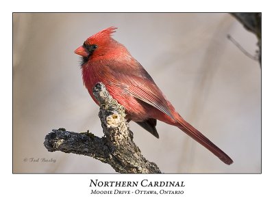 Northern Cardinal-005