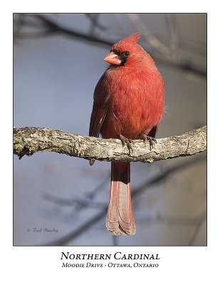 Northern Cardinal-007