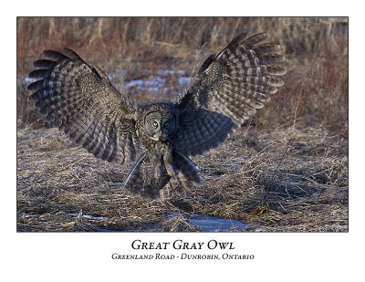 Great Gray Owl-041