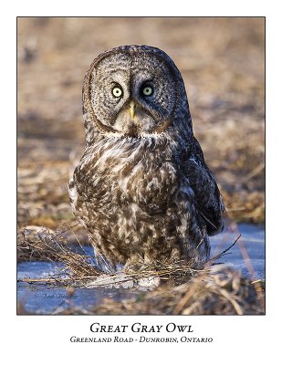 Great Gray Owl-045