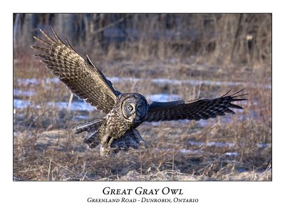 Great Gray Owl-046