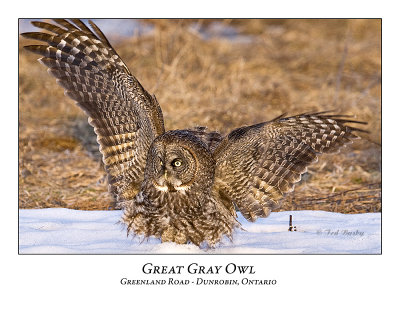 Great Gray Owl-050
