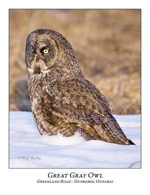 Great Gray Owl-051