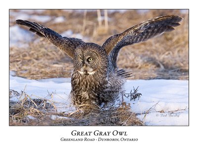 Great Gray Owl-052