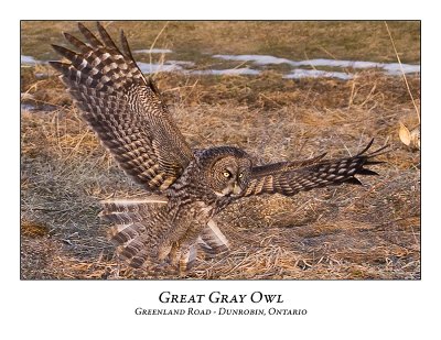 Great Gray Owl-054