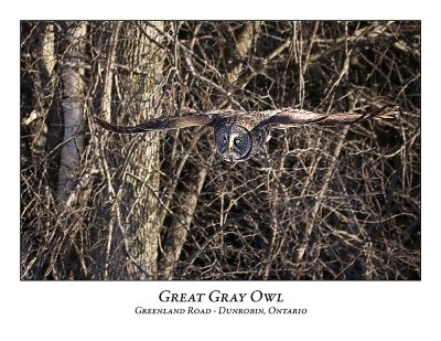 Great Gray Owl-059