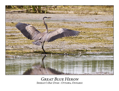 Great Blue Heron-044
