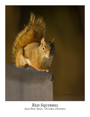 Red Squirrel-013