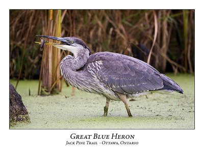 Great Blue Heron-046