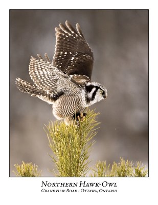 Northern Hawk-Owl-044
