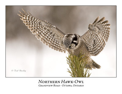 Northern Hawk-Owl-045