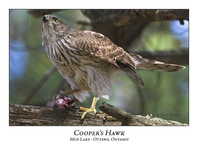 Coopers Hawk-003