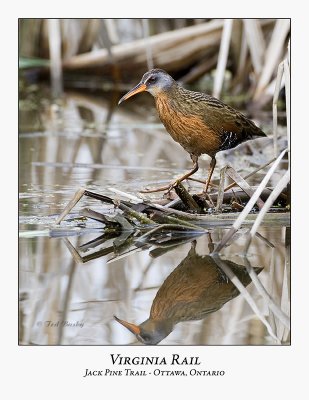 Virginia Rail-001