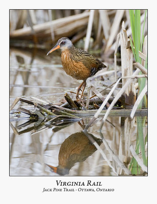 Virginia Rail-005