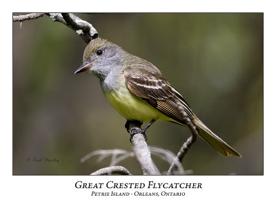 Great Crested Flycatcher-001