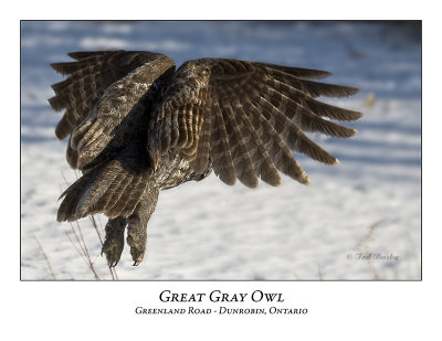 Great Gray Owl-018