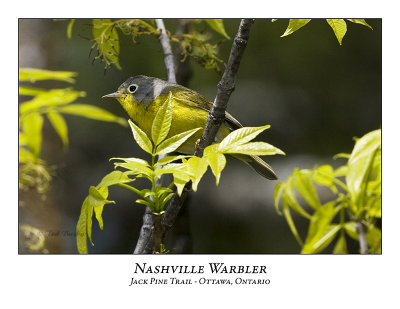 Nashville Warbler-004