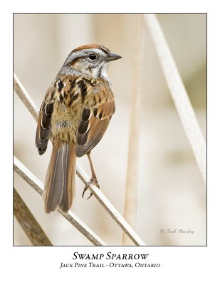 Swamp Sparrow-009