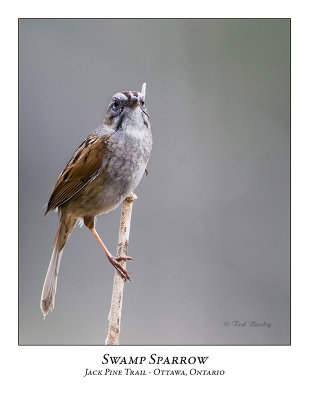 Swamp Sparrow-010