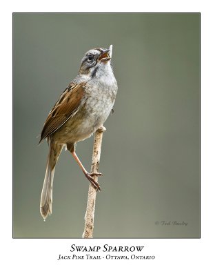 Swamp Sparrow-011