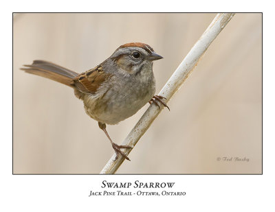 Swamp Sparrow-012