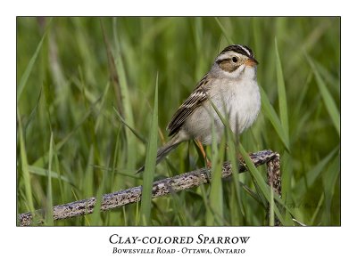 Clay-coloured Sparrow-011
