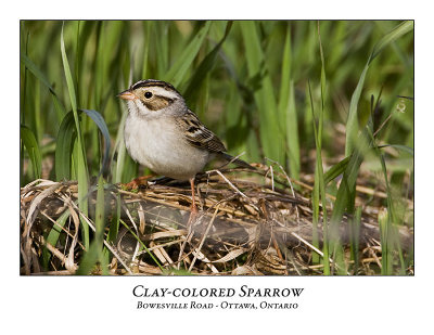 Clay-coloured Sparrow-012