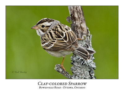Clay-coloured Sparrow-014