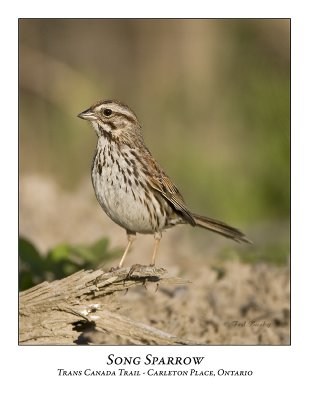 Song Sparrows