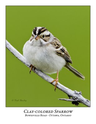 Clay-coloured Sparrow-015