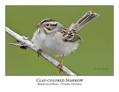 Clay-coloured Sparrow-016