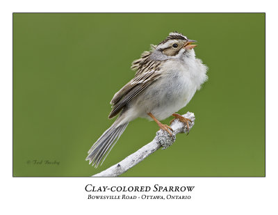 Clay-coloured Sparrow-017