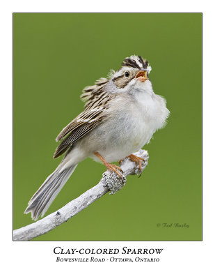 Clay-coloured Sparrow-018